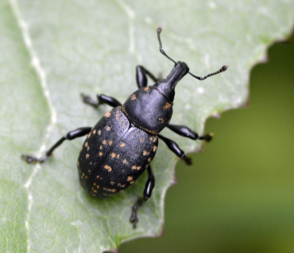 Liparus glabrirostris o germanus?